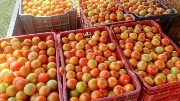 MP news: बारिश ने तोड़ी किसानों की कमर, 200 का टमाटर 2 रुपए किलो बेचने पर मजबूर