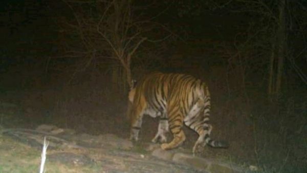 Satna Tiger: अचानक बीच सड़क पर आ गया बाघ, अंदाज देख थम गईं बाइक सवार की सांसें