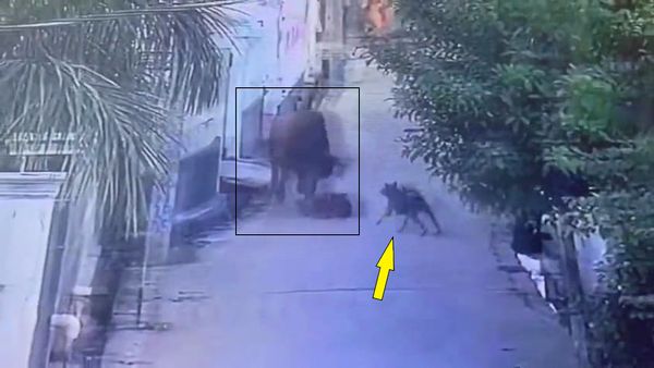 Viral CCTV Video: सांड ने बच्ची पर कर दिया जानलेवा हमला, आवारा कुत्ते ने ऐसे बचाई जान