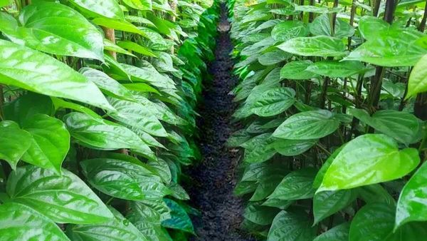 Odisha 5T Initiatives: केवड़ा और पान बेल किसानों को पटनायक सरकार देगी वित्तीय सहायता 