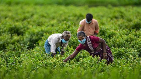 ओडिशा: 'कालिया योजना' के लाभार्थियों की लिस्‍ट में नाम ना होने से किसानों में नाराजगी, विपक्ष ने की आलोचना 