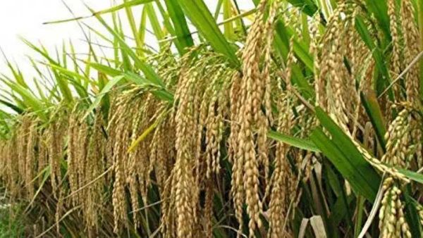 Odisha: ओडिशा में प्रभावित होगा चावल उत्पादन, फसल क्षेत्र में कमी है अहम वजह