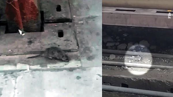 रेलवे विभाग ने 'खोदा पहाड़ निकली चुहिया', 41 हजार में दबोचा 1 चूहा, जानिए 3 साल में कितने लाख खर्च?