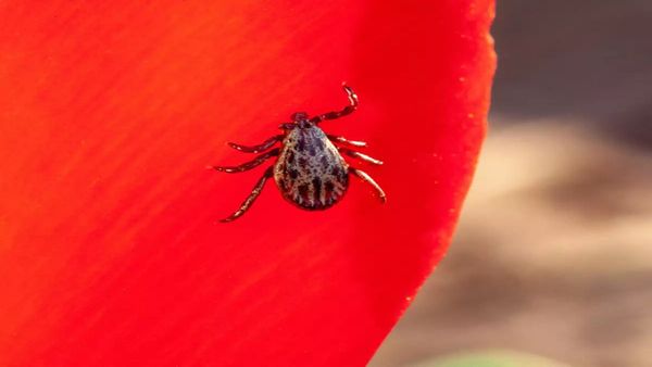 Scrub Typhus: ओडिशा सरकार ने स्क्रब टाइफस को लेकर जारी किया अलर्ट, उचित दवाएं उपलब्ध कराने के निर्देश 