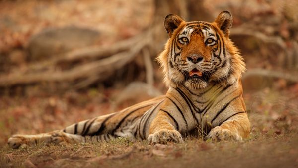 Tamil Nadu: नीलगिरि जिले में 10 दिनों में 40 बाघों की गई जान, अब नेशनल टाइगर कमीशन के हाथ जांच