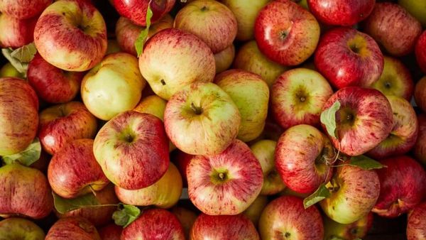 US Apples: अमेरिकी सेब पर एडिशनल ड्यूटी खत्म, भारतीय उत्पादकों पर नहीं होगा असर, केंद्र ने क्या कहा? जानिए