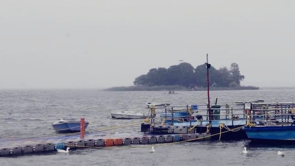 Bhopal News: 24 घंटे से हो रही लगातार बारिश से बड़ा तालाब हुआ लबालब, खोले जा सकते हैं भदभदा डैम के गेट