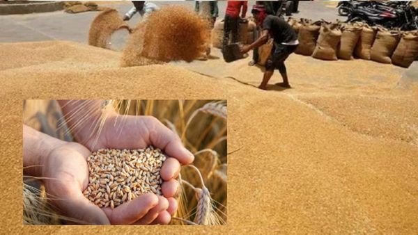 जल्द सस्ते दाम में मिलेगा गेहूं, सरकार ने स्टॉक लिमिट को घटाया