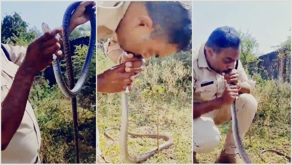 Snake News: नर्मदापुरम में CPR देकर सांप की जान बचाने का VIDEO हुआ वायरल, पशु चिकित्सक बोले- ऐसा संभव नहीं