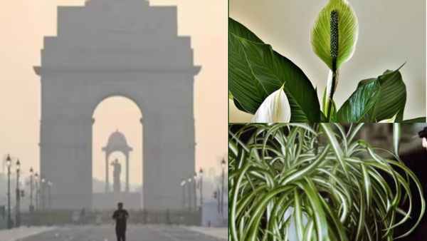 सर्दी की आहट के साथ फिर खराब हुई दिल्ली की हवा, घर में ये पौधे लगाने से कम होगा प्रदूषण का असर