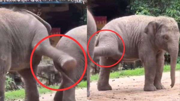 एक दूसरे को पैरों से मारते दिखे हाथी, वायरल हुआ दोस्ती का ये प्यारा VIDEO