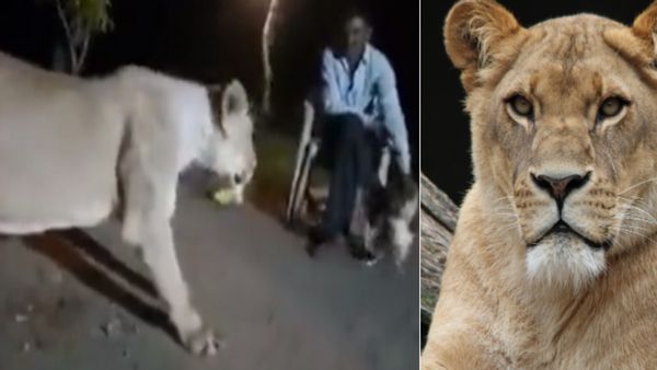 नशे में शेरनी को कुत्ता समझकर शख्स ने कर दिया खिलवाड़, नहीं देखा होगा ऐसा नजारा