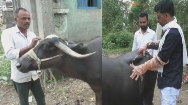 1.5 लाख रुपये का सोने का मंगलसूत्र खा गई भैंस, ढाई घंटे चले ऑपरेशन के बाद निकाला