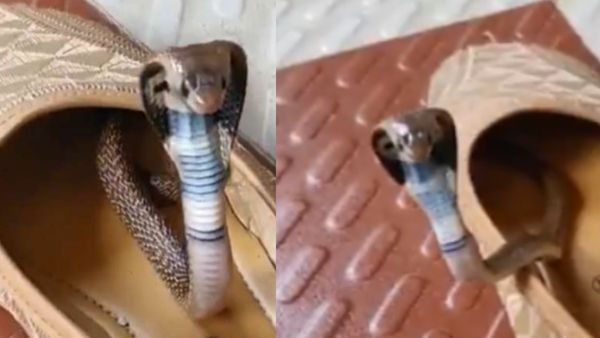 अगली बार सोच -समझकर ही पहनें जूते चप्पल, कोबरा का वायरल VIDEO देखकर छूट जाएंगे पसीने