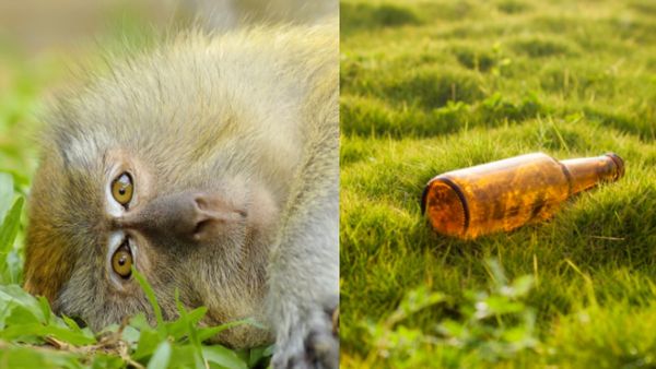 आखिर पकड़ा गया शराब का शौकीन 'मोमो', बीयर की लत से परेशान था ये बंदर!