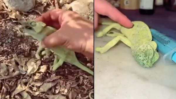 इंसानियत की मिसाल! शख्स ने अधमरे गिरगिट को CPR देकर ऐसे बचाई जान, देखें VIDEO