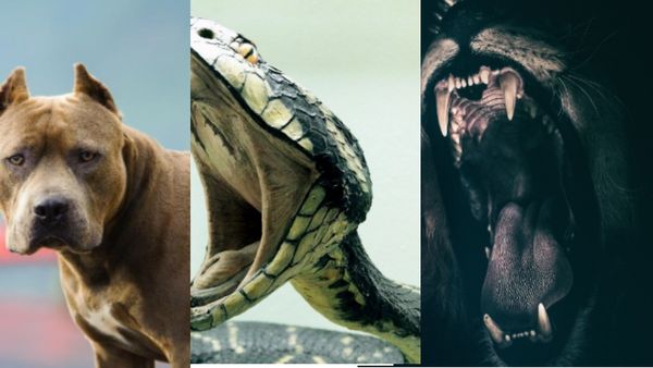 पिटबुल के आतंक से नोएडावासी परेशान, जानिये किन जानवरों को पालना है अवैध...