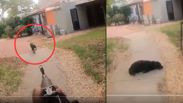Israel-Palestine: इंसान तो इंसान जानवरों के साथ भी हो रही बर्बरता, सामने आया डराने वाला VIDEO