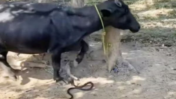 रस्सी में बंधी भैंस को काटने की कोशिश करता दिखा किंग कोबरा, वीडियो बनाने वाले पर फूटा लोगों का गुस्सा
