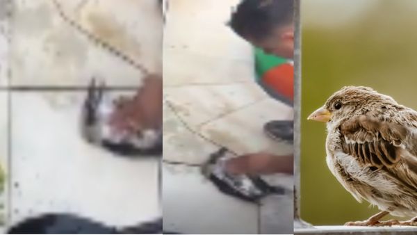 शख्स ने सीपीआर देकर बचाई पक्षी की जान, वायरल वीडियो देख बन जाएगा दिन