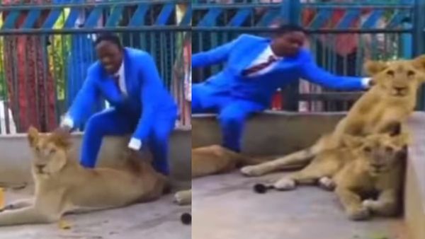 'भगवान रक्षा करते हैं...' बोलकर अचानक शेरों के बाड़े में जा कूदा शख्स, फिर क्या हुआ?