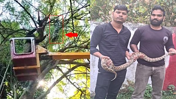 Agra: पेड़ पर छिपकर लोगों को आते-जाते देख रहा था विशालकाय 'अजगर', Video में देखें कैसे उतारा नीचे