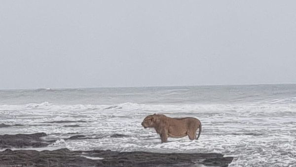 'लग रहा शेर भी लॉन्ग वीकेंड एन्जॉय करने निकला है', जूनागढ़ में समुद्र किनारे दिखा जंगल का राजा, फोटो वायरल