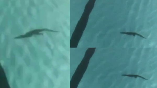 मुंबई में BMC के स्विमिंग पूल में तैरता मिला 2 फीट का मगरमच्छ, पकड़ने वाले पर किया हमला, देखें Video