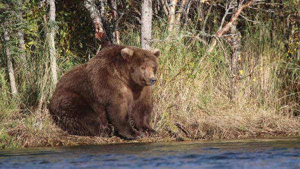 Fat Bear Week: एक प्रतियोगिता ऐसी जहां सबसे मोटे भालू को पहनाया जाता है ‘ताज’