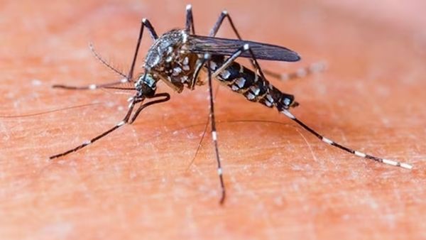 डेंगू साल दर साल क्यों होता जा रहा है जानलेवा? सामने आई चौंकाने वाली स्टडी