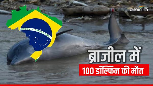 ब्राजील में भीषण गर्मी की वजह से खौलने लगा अमेजन का पानी, 100 से भी अधिक डॉल्फिन की हुई मौत
