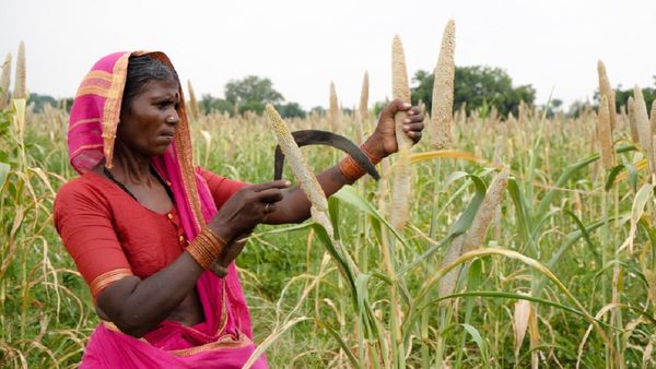 'भूली हुई फसलों' को पुनर्जीवित करने के लिए ओडिशा सरकार ने उठाया ये बड़ा कदम, 481.94 करोड़ को दी मंजूरी