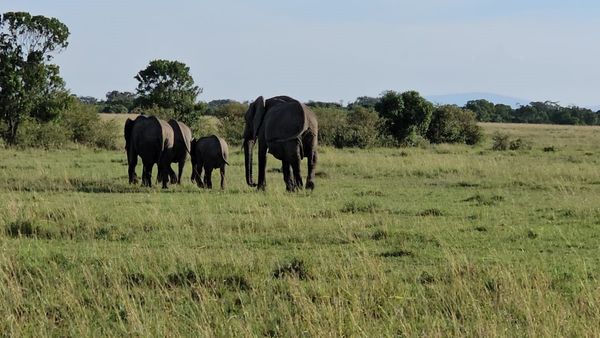 Kenya Safari: केन्या का मसाईमारा जंगल, जहां मिलता है सफारी का परम रोमांच