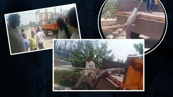 VIDEO: जब मगरमच्छ लेकर बिजली ऑफिस पहुंचे किसान, वजह जानकर आप भी रह जाएंगे हैरान