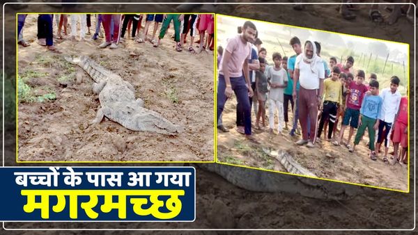 Mirzapur News: खेल रहे बच्चों के पास आ गया मगरमच्छ, लोगों ने बिना शोर मचाए दिखाई चतुराई, बच गई सबकी जान