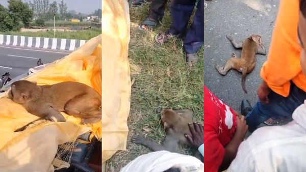 Video: लोग कहते हैं बंदर में दिल नहीं होता! तो फिर ये क्या?... इंसान दोस्त की अर्थी पर बैठकर गया शमशान