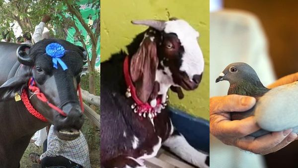 Expensive Pets: 25 करोड़ का भैंसा, 14 करोड़ का कबूतर, 1 करोड़ का बकरा