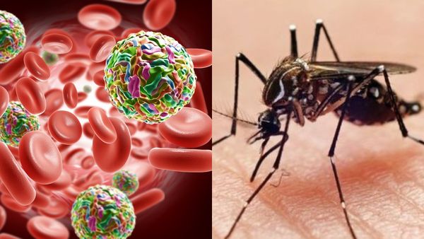 Mosquitoes: 22 अरब डॉलर खर्च के बावजूद भी मच्छर मारने के तरीके फेल