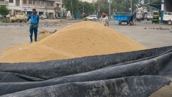 पंजाब में धान की खऱीद शुरू, मंडियों में किए गए पुख्ता इंतजाम