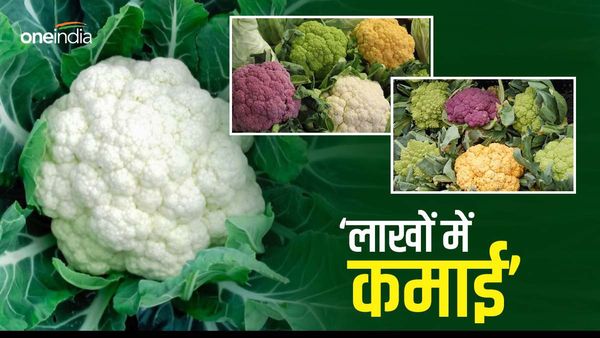 Farming Tips: गोभी की खेती कर हर महीने लाखों रुपए कमा रहे रवींद्र, रोज़ाना बेचते हैं 500 पीस गोभी