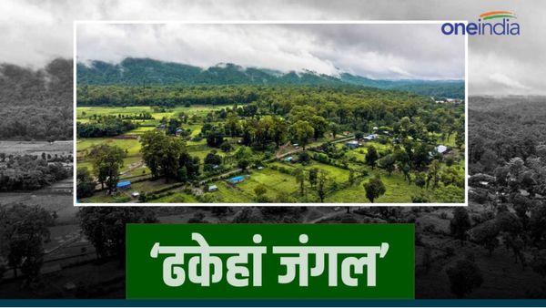 Model Jungle In Bihar: इस ज़िले में विकसित किया जा रहा मॉडल जंगल, जानिए क्या है प्लान