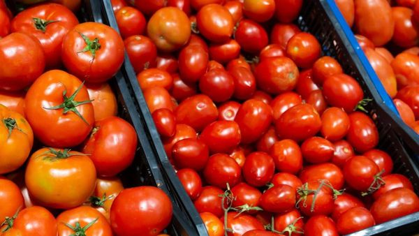 कभी 250 रुपए तो कभी फ्री, टमाटर के भी नहीं मिल रहे भाव! किसान भी हैरान, इस मंडी में मुफ्त में बंटा