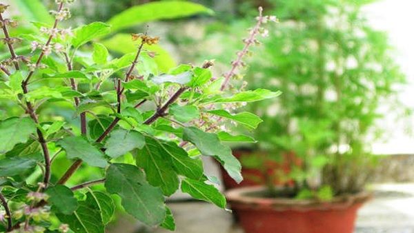 Tulsi in Winter: सर्दियों में सूख जाता है तुलसी का पौधा, इन 5 आसान तरीकों से रखें हरा-भरा