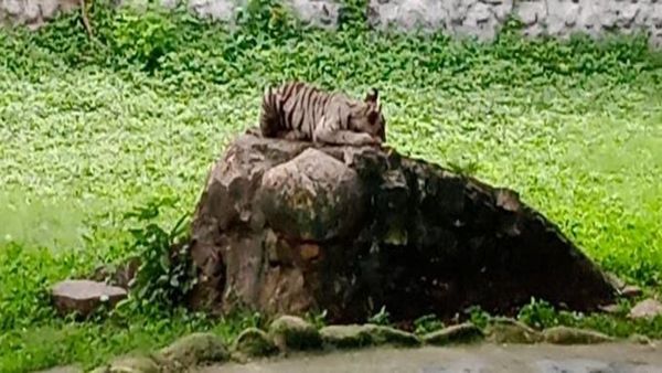 gwalior News: गांधी प्राणी उद्यान में पांच माह के व्हाइट टाइगर की मौत, 15 दिन पहले भाई शावक ने तोड़ा था दम