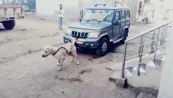 Bhopal: पाकिस्तान बुली डॉग के साथ हैवानियत का VIDEO आया सामने, ट्रेनिंग कर्मचारी ने फंदे पर लटका कर मार डाला