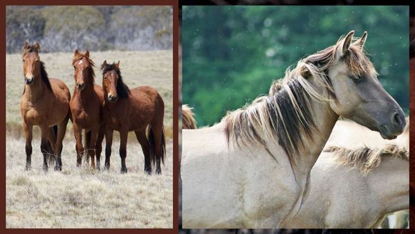 ऑस्ट्रेलिया में गोली से मार दिए जाएंगे 20,000 से अधिक घोड़े, आखिर क्यों लिया गया ये खतरनाक फैसला?