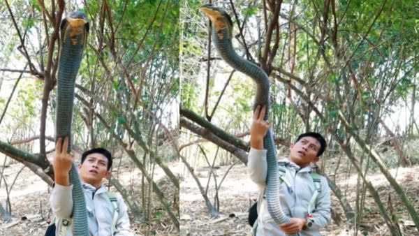 Viral Video: किंग कोबरा से लिपटकर शख्स ने बनाया वीडियो, सन्न रह गए लोग