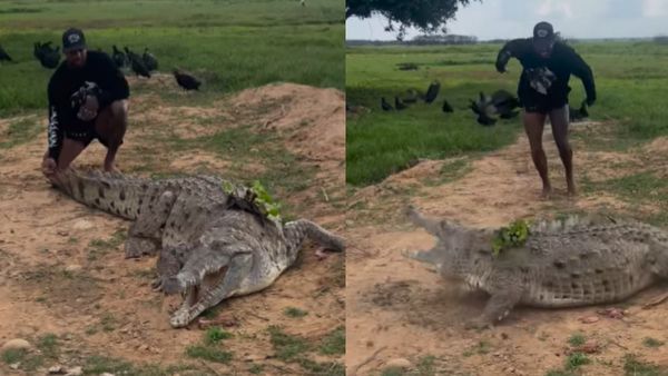 मौत के साथ खिलवाड़! खूंखार मगरमच्छ को छेड़ता दिखा शख्स, VIDEO देख रोंगटे खड़े हो जाएंगे