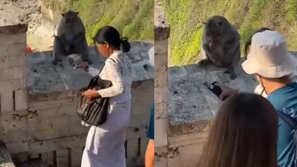 इस देश में बंदरों को सिखाया जाता है फोन चुराना, फिर बदले में होती है टेस्टी खाने की डिमांड