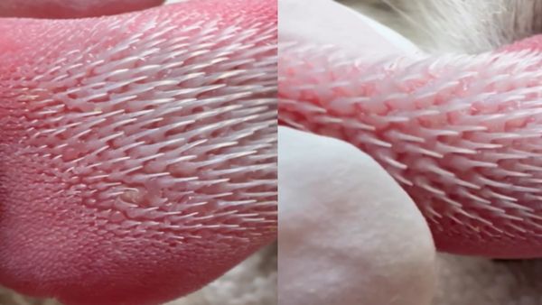 ये कांटे नहीं बल्कि... पशुचिकित्सक ने शेयर किया इस जानवर का हैरतअंगेज VIDEO